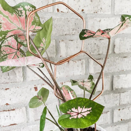 Double Hexagon Copper Plant Trellis