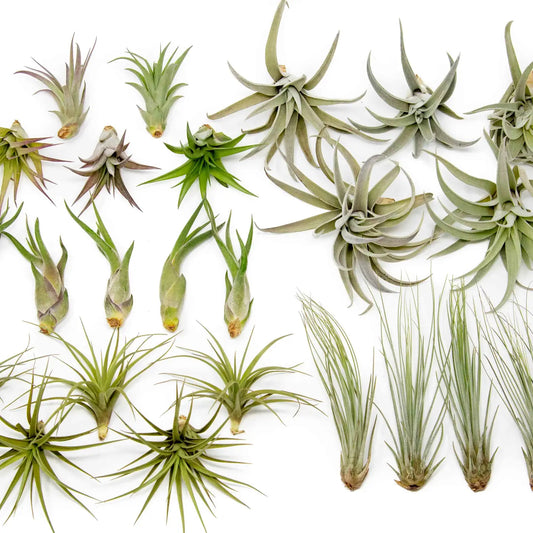 Tillandsia Air Plant Variety - The Elegant Collection