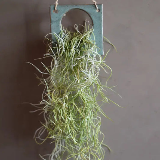 Air Plant Pottery - Square