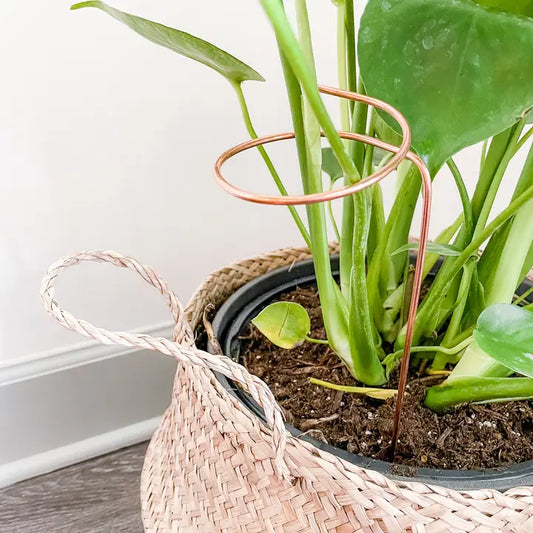 Copper Loop Plant Trellis