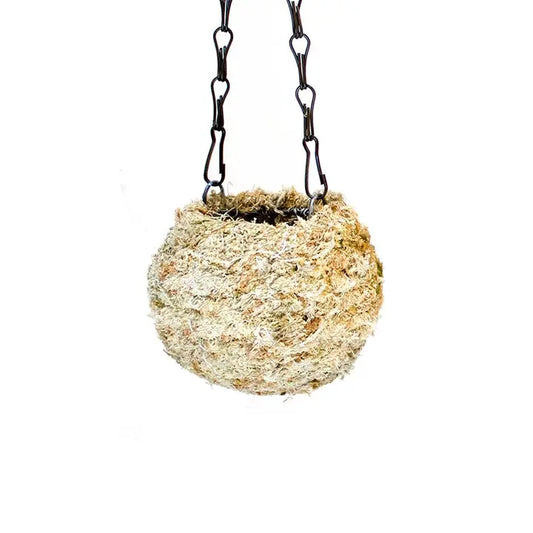 Kokedama, Blond Sphagnum 4" and 6"