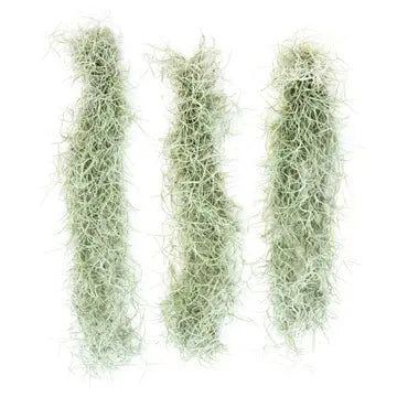 Columbia Thick Spanish Moss Air Plant