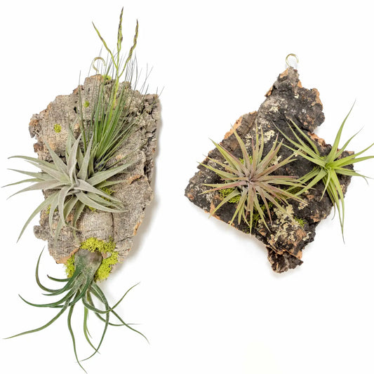 Air Plant Cork Bark Display