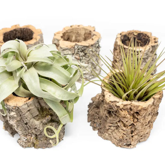 Natural Cork Bark Planters