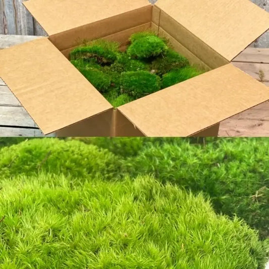 Preserved Mood Moss