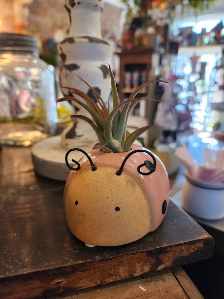 Lady Bug Plant